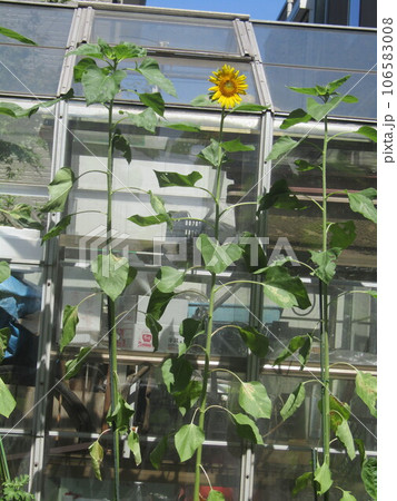 青空によく合う大きい黄色い花の向日葵の花 106583008