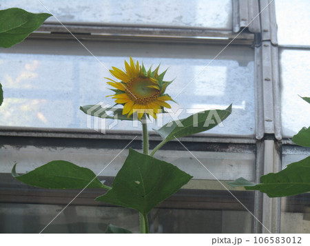 青空によく合う大きい黄色い花の向日葵の花 106583012