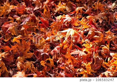 三十路苑、紅葉 106583247