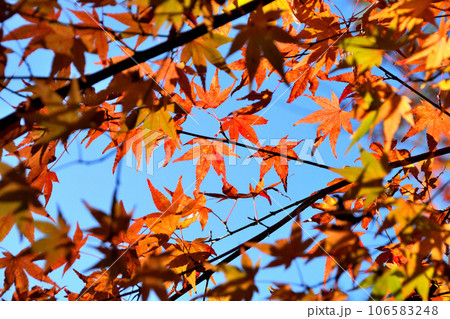 三十路苑、紅葉 106583248