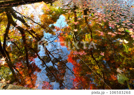 三十路苑、紅葉 三十路苑、紅葉 106583268