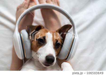 Cute dog jack russell terrier lies on its back on the legs of its owner and listens to music on headphones. Cute dog jack russell terrier lies on its back on the legs of its owner and listens to music on headphones. 106583649