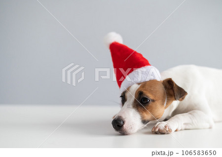 Portrait of a dog jack russell terrier in a santa claus hat on a white background. Christmas greeting card Portrait of a dog jack russell terrier in a santa claus hat on a white background. Christmas greeting card 106583650