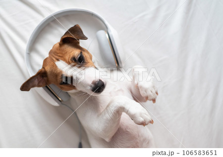 Cute dog jack russell terrier lies on his back on the bed and listens to music on headphones. Cute dog jack russell terrier lies on his back on the bed and listens to music on headphones. 106583651