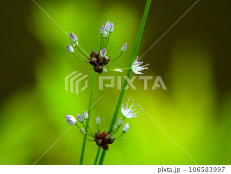 ノビルの花 106583997
