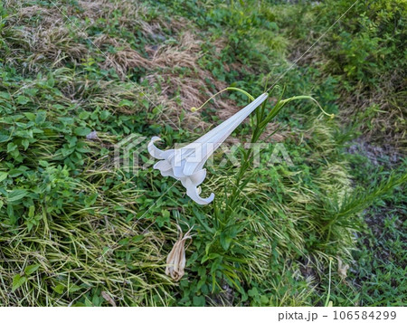 夏の野原に咲く白いタカサゴユリの花 夏の野原に咲く白いタカサゴユリの花 106584299