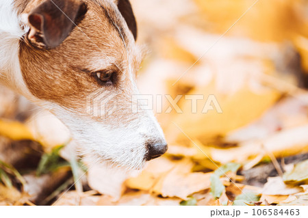 Dog searching something sniffing fallen autumn leaves in park on warm sunny day 106584463