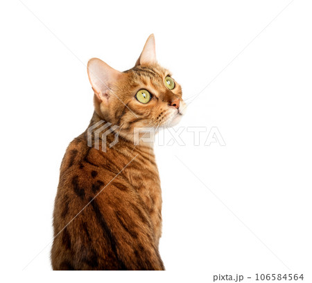Bengal cat on a white background looks sideways. 106584564