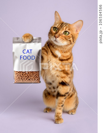 Bengal cat with paw up in the background. 106584566