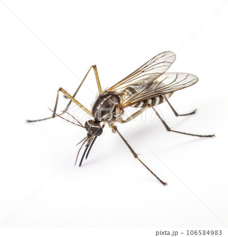 lifestyle photo extreme closeup mosquito on white background - AI MidJourney lifestyle photo extreme closeup mosquito on white background - AI MidJourney 106584983