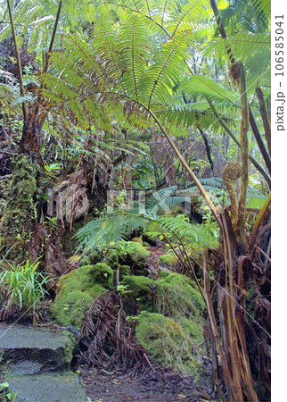 Tropical vegetation at Big Island, Hawaii Tropical vegetation at Big Island, Hawaii 106585041
