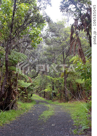 Tropical vegetation at Big Island, Hawaii 106585045