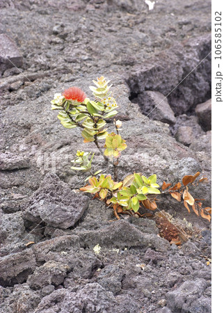 Vibrant colorful flowers with lava background - Nature Vibrant colorful flowers with lava background - Nature 106585102