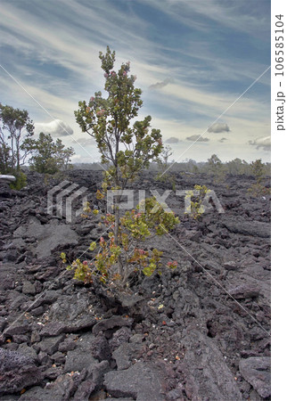 Kilauea Crater in Hawaii Volcanoes National Park Kilauea Crater in Hawaii Volcanoes National Park 106585104