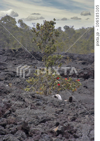 Kilauea Crater in Hawaii Volcanoes National Park Kilauea Crater in Hawaii Volcanoes National Park 106585105