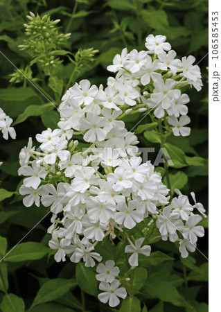 White phlox flower spikes White phlox flower spikes 106585453