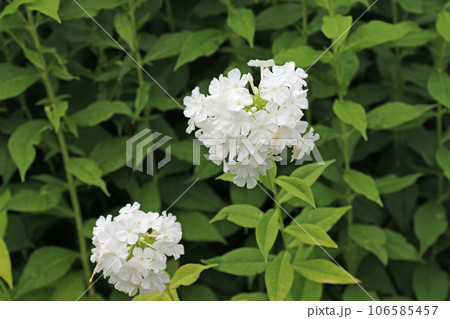 White phlox flower spikes 106585457