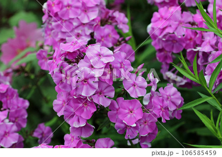 Pink phlox flower spikes Pink phlox flower spikes 106585459