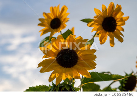 A beautiful sunflower with long yellow petals in the field. Calm tranquil moment in countryside. Sunflower growing in evening field. Atmospheric summer wallpaper, space for text A beautiful sunflower with long yellow petals in the field. Calm tranquil moment in countryside. Sunflower growing in evening field. Atmospheric summer wallpaper, space for text 106585466