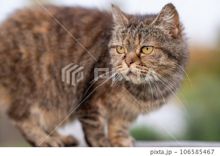 A beautiful gray cat in close-up lies and rests on a table in nature. The cat then looks into the camera then sleeps. A beautiful gray cat in close-up lies and rests on a table in nature. The cat then looks into the camera then sleeps. 106585467