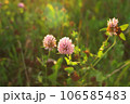 Pink Red Clover Flower Trifolium pratense plant close-up in field meadow Green Blurred Background. Pink Red Clover Flower Trifolium pratense plant close-up in field meadow Green Blurred Background. 106585483