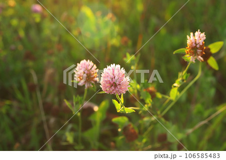Pink Red Clover Flower Trifolium pratense plant close-up in field meadow Green Blurred Background. 106585483