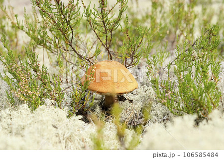 Orange red cap Boletus sanguinescens Leccinum aurantiacum mushroom on white lichen moss background Orange red cap Boletus sanguinescens Leccinum aurantiacum mushroom on white lichen moss background 106585484