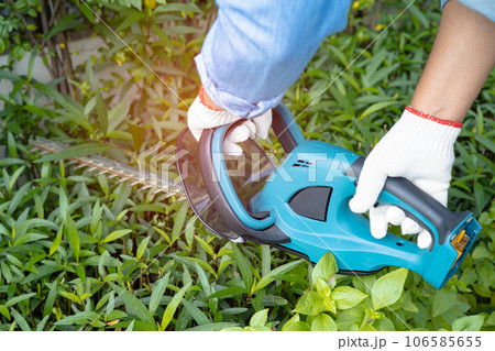 Woman taking care and growing plants, Hobby planting home garden, ornamental pruning. 106585655