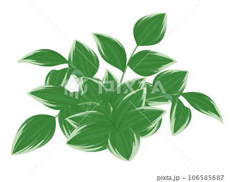 ナルコユリのイラスト ナルコユリのイラスト 106585687