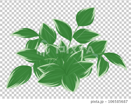 ナルコユリのイラスト ナルコユリのイラスト 106585687