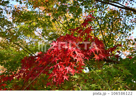 當麻寺奥院の紅葉 106586122