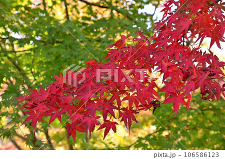 當麻寺奥院の紅葉 106586123