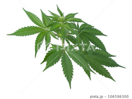 Cannabis or hemp plant isolated on white background. Cannabis or hemp plant isolated on white background. 106586300