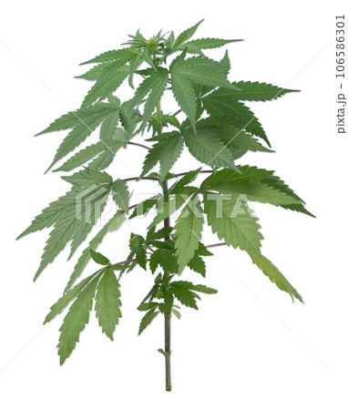 Cannabis or hemp plant isolated on white background. Cannabis or hemp plant isolated on white background. 106586301