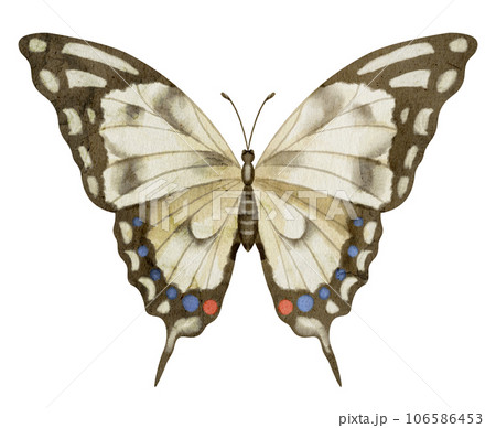 Butterfly Machaon on white isolated background. Watercolor illustration of insect with brown Wings. Hand drawn clip art of flying moth for cards and icons. Drawing of vintage print in pastel colours. 106586453