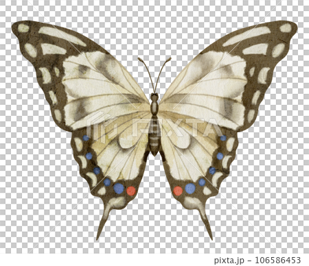Butterfly Machaon on white isolated background. Watercolor illustration of insect with brown Wings. Hand drawn clip art of flying moth for cards and icons. Drawing of vintage print in pastel colours. 106586453