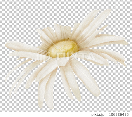 Daisy Flower. Hand drawn Floral watercolor illustration of white Chamomile on isolated background. Botanical drawing for greeting cards or wedding invitations. Artistic sketch for icon or logo. 106586456