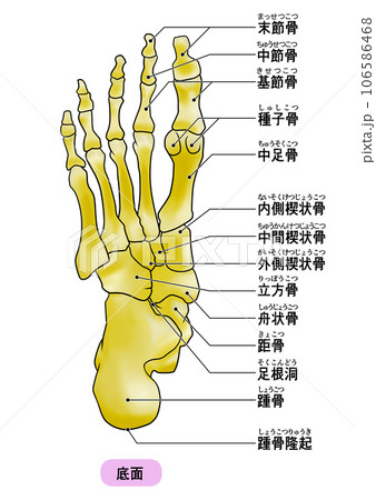 シンプルな足裏の骨のイラストのイラスト素材 [106586468] - PIXTA