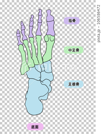 簡單的腳骨插圖 106586472
