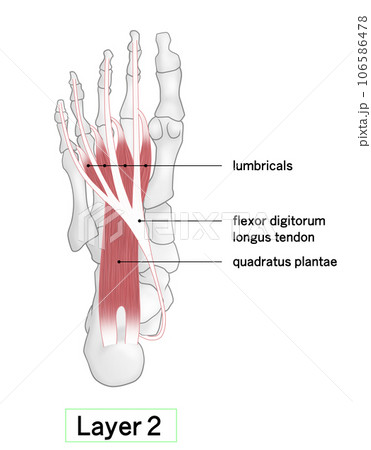 足裏の骨と筋肉のシンプルなイラスト 106586478