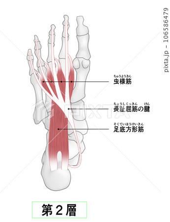 足裏の骨と筋肉のシンプルなイラスト 106586479