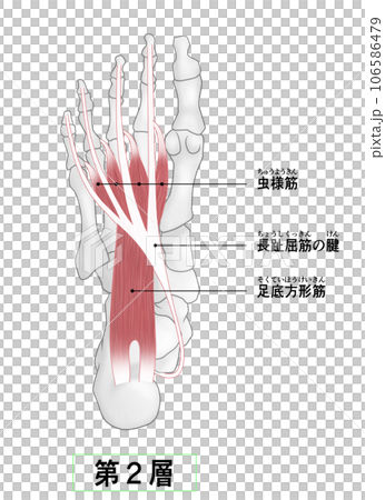足裏の骨と筋肉のシンプルなイラスト 106586479