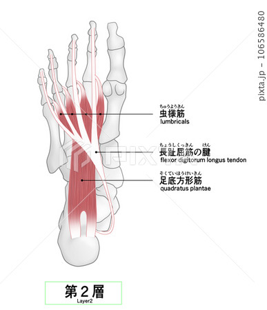 足裏の骨と筋肉のシンプルなイラスト 106586480