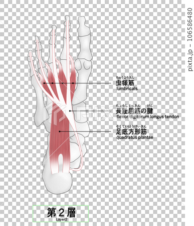 足裏の骨と筋肉のシンプルなイラスト 106586480