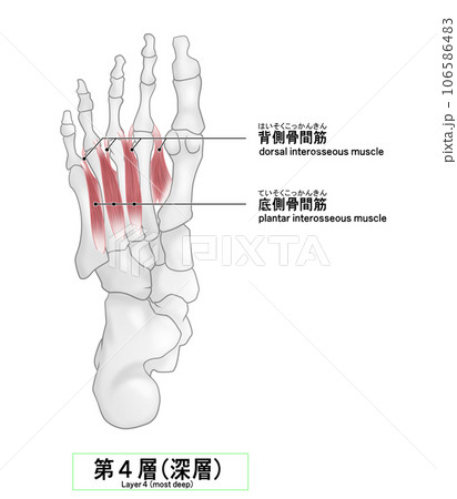 足裏の骨と筋肉のシンプルなイラスト 106586483