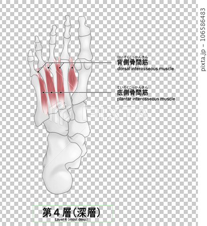 足裏の骨と筋肉のシンプルなイラスト 106586483
