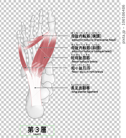 足裏の骨と筋肉のシンプルなイラスト 106586486