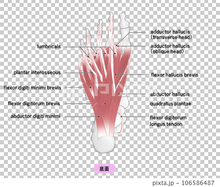 足裏の骨と筋肉のシンプルなイラスト 106586487