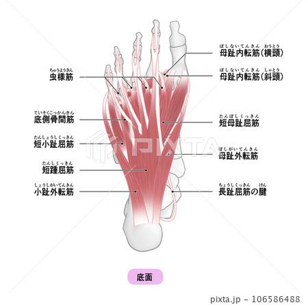 足裏の骨と筋肉のシンプルなイラスト 106586488