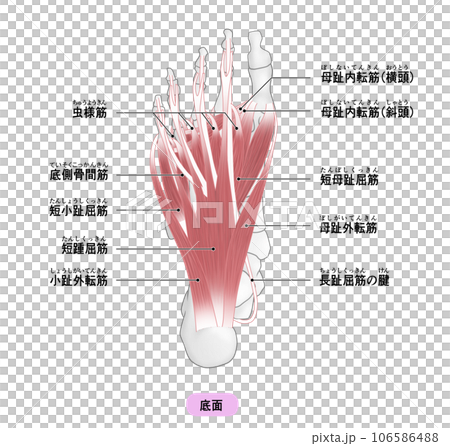 足裏の骨と筋肉のシンプルなイラスト 106586488